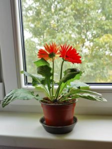 Easy To Grow Gerber Daisy Plants