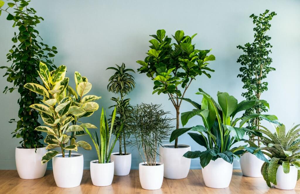 Bring The Nature Inside With These Beautiful Indoor Plants Decoration