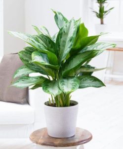Chinese Evergreen Plants