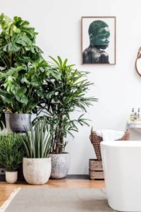 Create An Indoor Plants Corner
