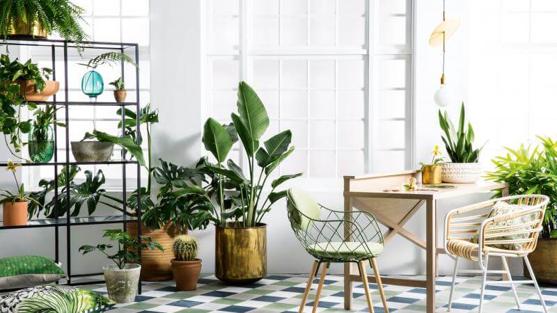 10 Small Indoor Plants That Thrive In Low-Light Conditions