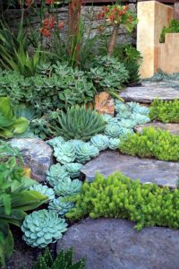 Choose Plants For Your Rock Garden