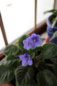 Blooming African Violets