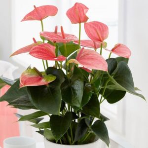 Bright and Perky Anthurium Blooms