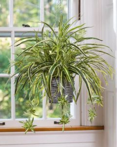 Easy To Grow Spider Plants