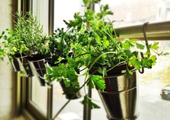 The Best Interior Plants That You Can Grow In The Kitchen
