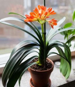 Ornamental Kaffir Lily Plant