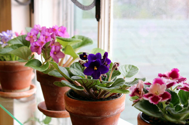 11 Beautiful Indoor Flowering Plants To Adorn Your Home