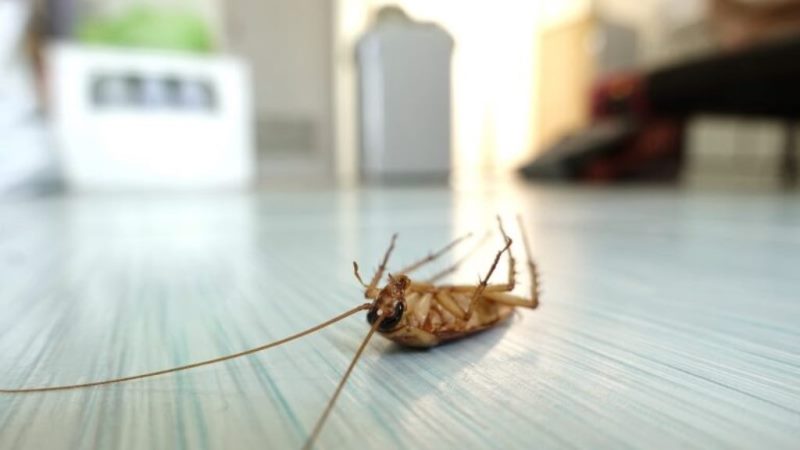Bothersome Bugs: 5 Pro Tips for How to Keep Bugs Out of Your House
