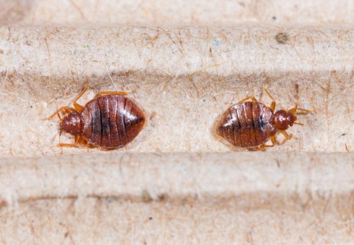 How to Prepare Your Home for Bed Bug Control Services