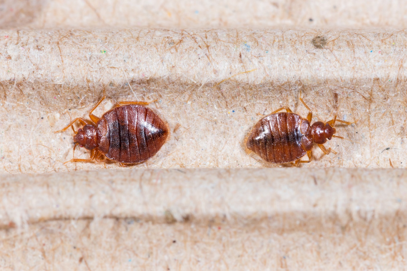 How to Prepare Your Home for Bed Bug Control Services
