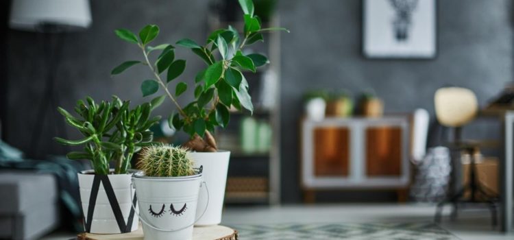5 Popular Indoor Plants and Their Benefits