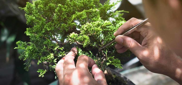 Bonsai Trees 101: Top 5 Bonsai Trees for Home with Care Instruction