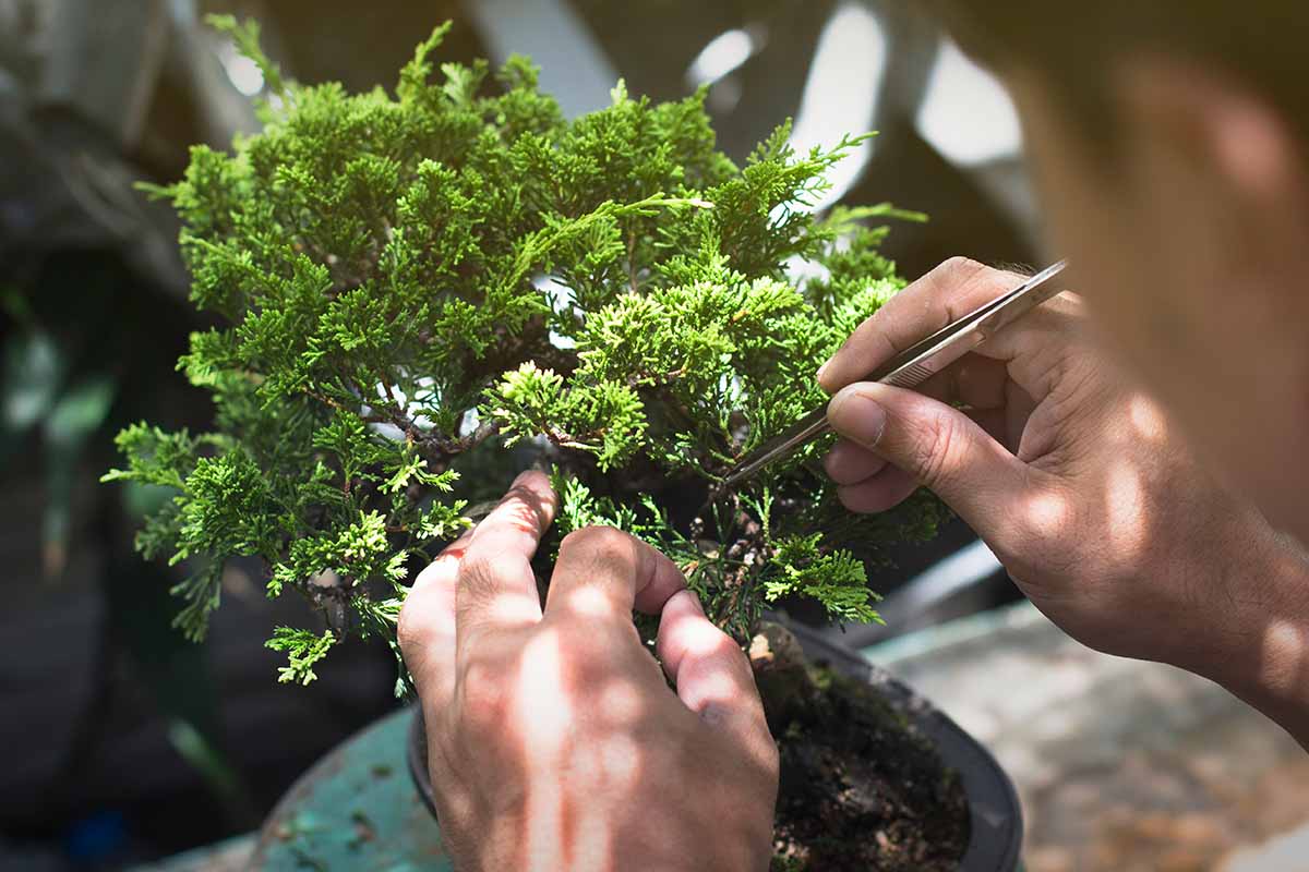 Bonsai Trees 101: Top 5 Bonsai Trees for Home with Care Instruction